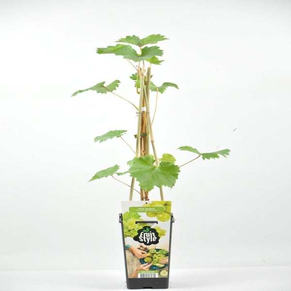 Witte druif (Vitis 'Solaris')
