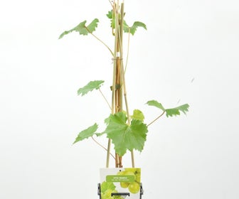 Witte druif (Vitis 'Solaris')