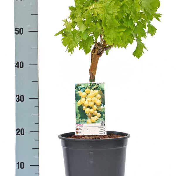 Druif op lage stam. Wit (Vitis vinifera 'Parra Moscatel') C5 60/70 cm.