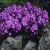 Vlambloem (Phlox paniculata 'Blue Boy')