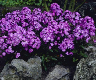 Vlambloem (Phlox paniculata 'Blue Boy')
