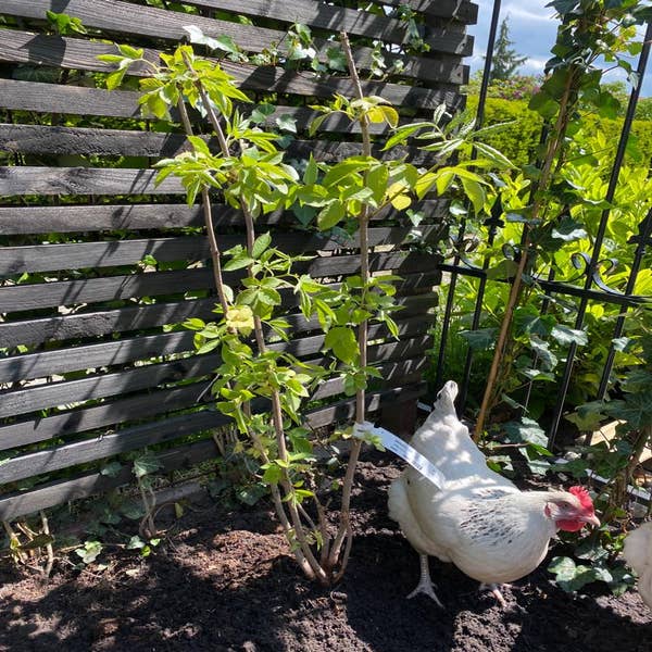 Vlier kopen? Sambucus nigra met groeigarantie Directplant