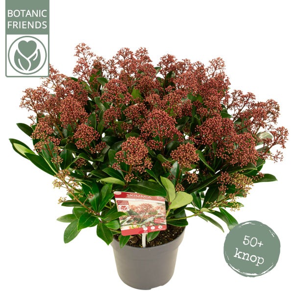 Skimmia 30/40 cm (Skimmia japonica 'Rubella') Actie