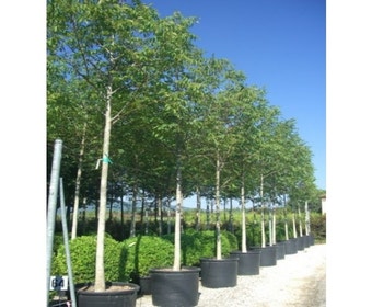 Walnotenboom (Juglans regia 'Buccaneer')