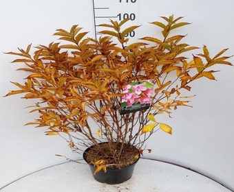 Weigela (Weigela praecox 'Bouquet Rose')