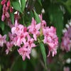 Weigela (Weigela 'Rosea')