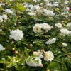 Heesterroos (Rosa 'Weisse Wolke') (BIO)