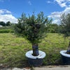 Olijfboom als solitair 50/60cm (Olea Europaea)