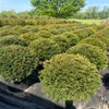 Taxusbol (Taxus baccata)