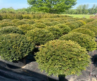 Taxusbol (Taxus baccata)