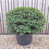 Schijnhulst in bolvorm (Osmanthus burkwoodii)