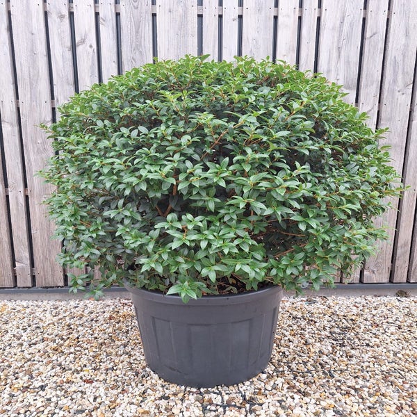 Schijnhulst in bolvorm (Osmanthus burkwoodii)