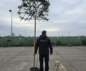 Liguster als leiboom (Ligustrum japonicum) NU EXTRA VOORDELIG