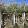 Olijfboom (Olea europaea )