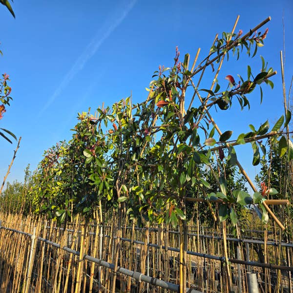 Glansmispel als leiboom (Photinia fraseri 'Red Robin') NU EXTRA VOORDELIG