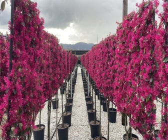 Chinese franjeboom halfstam leiboom (Loropetalum chinensis 'Fede')