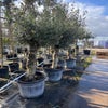 Olijf als solitair 30/40cm (Olea europaea) 