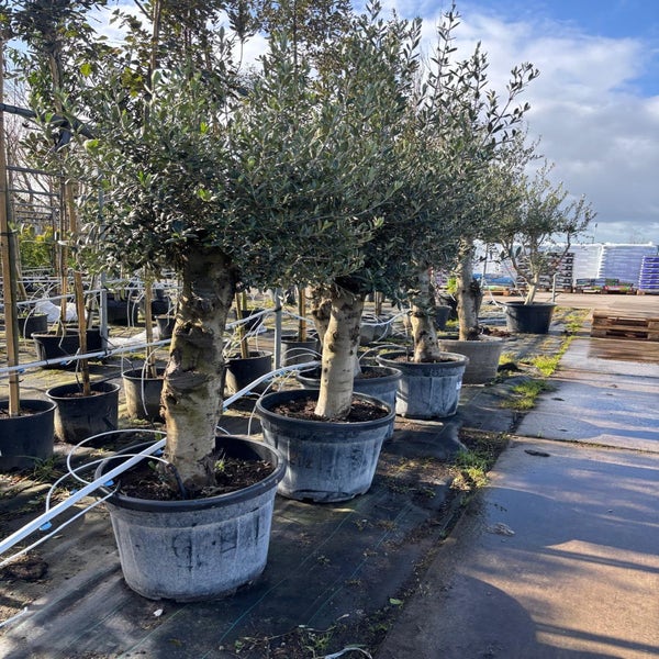 Olea Europaea 30/40cm