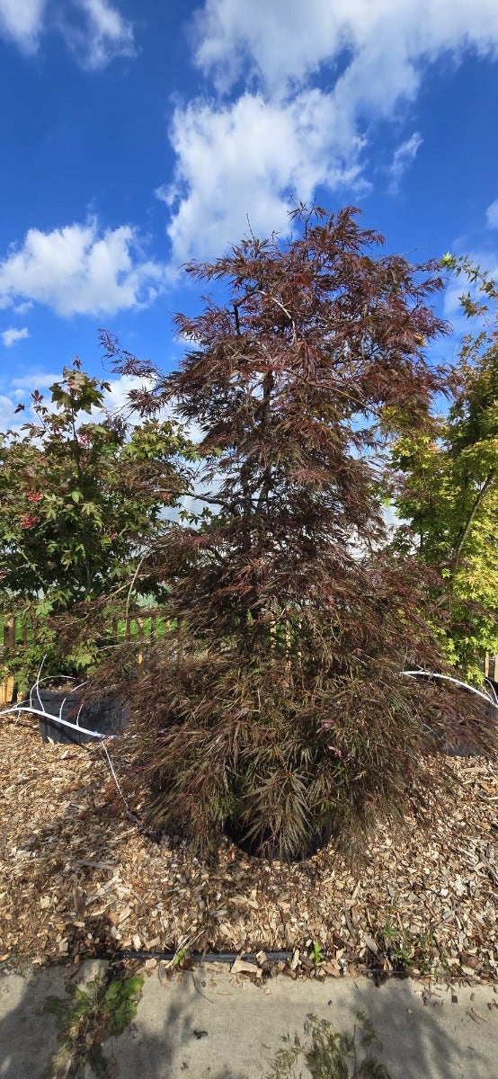 Acer palmatum 'Dissectum'