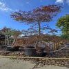 Japanse Esdoorn (Acer palmatum 'Garnet')   Droomplant