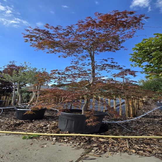 Japanse Esdoorn (Acer palmatum 'Garnet')   Droomplant