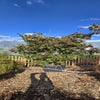 Japanse esdoorn (Acer palmatum 'Osakazuki') - Droomplanten
