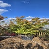 Japanse esdoorn (Acer palmatum 'Sangokaku') - Droomplanten