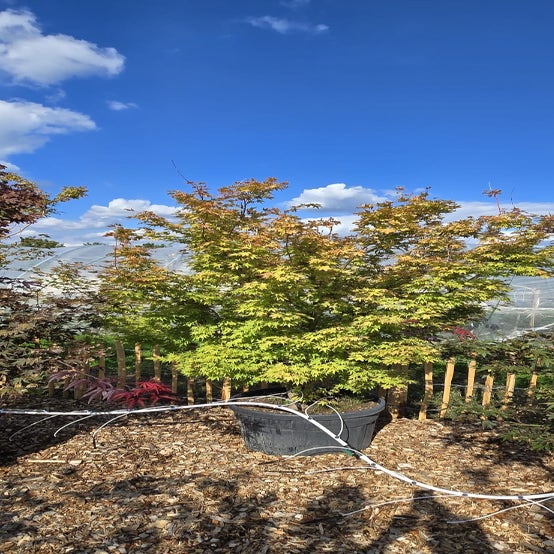 Acer palmatum 'Sangokaku'