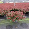 Skimmia 30/40 cm (Skimmia japonica 'Rubella') Actie
