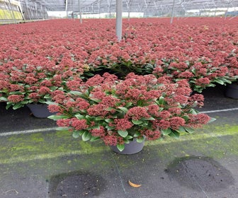 Skimmia 30/40 cm (Skimmia japonica 'Rubella') Actie