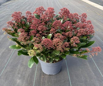 Skimmia 30/40 cm (Skimmia japonica 'Rubella') Actie