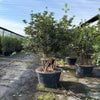 Schijnhulst (Osmanthus aquifolium)
