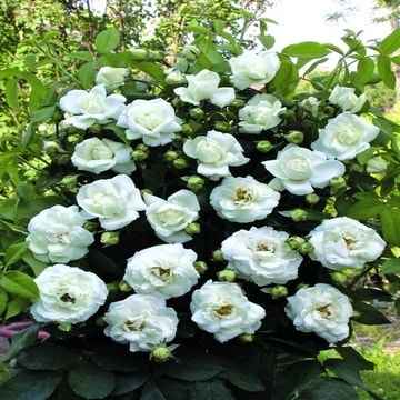 Huiskamer Oneerlijk spreker Klimroos (Rosa 'White new Dawn') | Directplant