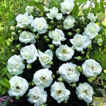 Rosa 'White new Dawn'