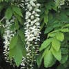 Blauwe regen, wit (Wisteria sinensis 'Alba')
