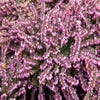 Roze winterheide (Erica carnea 'Pink Spangles')