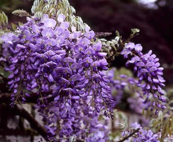 Blauwe regen (Wisteria sinensis)