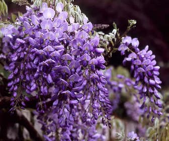 Blauwe regen (Wisteria sinensis)
