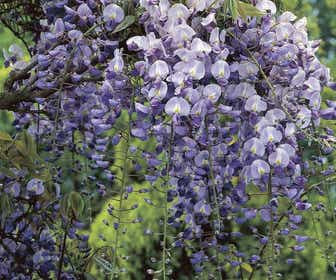 Japanse blauwe regen (Wisteria floribunda 'Macrobotrys')