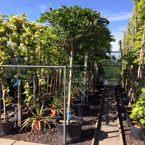 Wisteria, boom wit 10/12/14 cm.