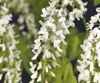 Japanse blauwe regen, wit (Wisteria floribunda 'Alba')