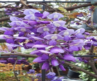 Blauwe Regen als leivorm (Wisteria brachybotrys 'Yokohama Fuji')