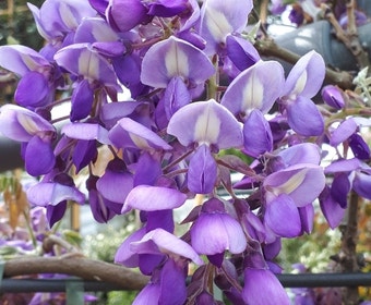 Blauwe Regen als leivorm (Wisteria brachybotrys 'Yokohama Fuji')