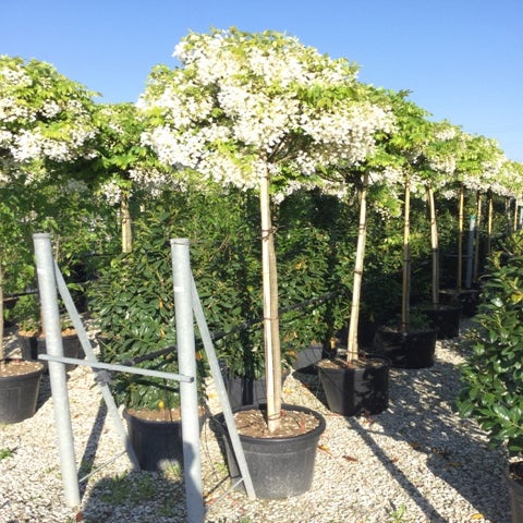 Witte Blauweregen als boom (Wisteria floribunda 'Snow Showers')
