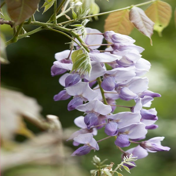 Blauweregen (Wisteria sinensis 'Caroline')