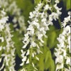 Blauweregen (Wisteria floribunda 'Snow Showers')