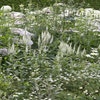 Borderpakket Witte bloemen voor een kleine tuin