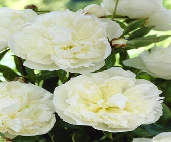 Pioenroos (Paeonia 'Fabulous Flowers® Wonderful Snow White')