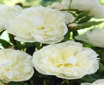 Pioenroos (Paeonia 'Fabulous Flowers® Wonderful Snow White')