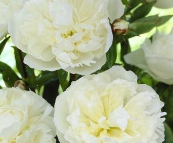 Pioenroos (Paeonia 'Fabulous Flowers® Wonderful Snow White')